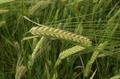Hordeum vulgare - Hordeum sativum